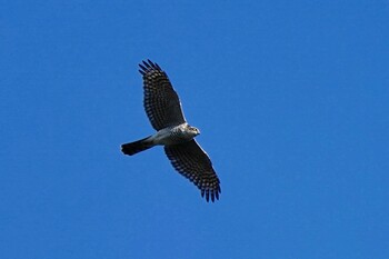 オオタカ 多摩川 2021年11月8日(月)