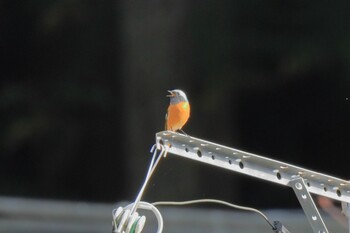 Daurian Redstart 小國神社周辺 Sun, 11/7/2021