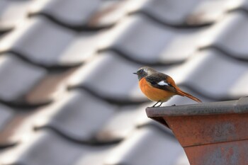 Daurian Redstart 小國神社周辺 Sun, 11/7/2021