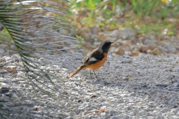 Daurian Redstart 小國神社周辺 Sun, 11/7/2021