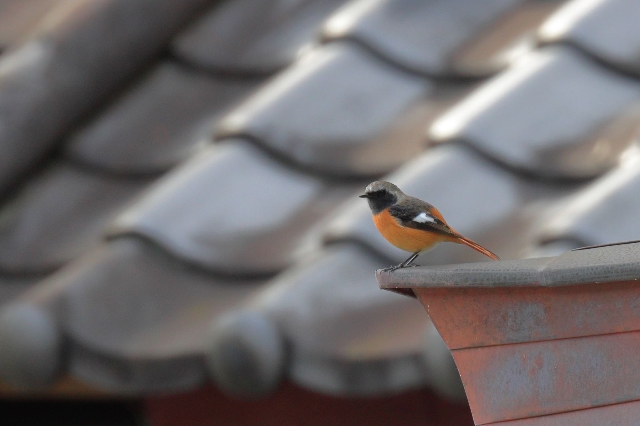 Photo of Daurian Redstart at 小國神社周辺 by Yoshitaka Ito