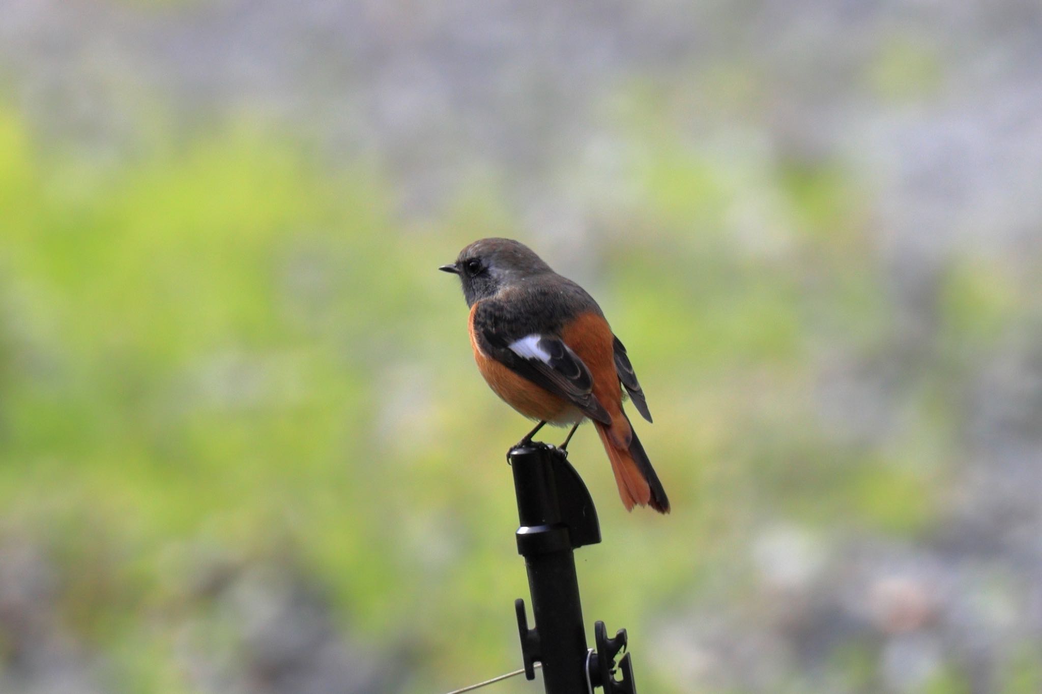 Photo of Daurian Redstart at 小國神社周辺 by Yoshitaka Ito