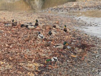 マガモ 福島町吉岡漁港 2021年11月8日(月)