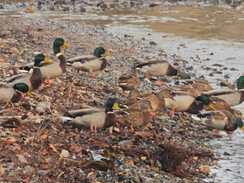 マガモ 北海道福島町吉岡漁港 2021年11月8日(月)