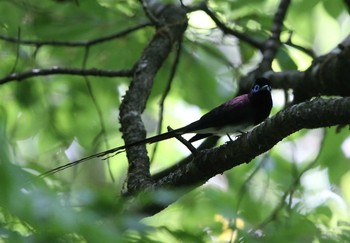 Black Paradise Flycatcher Unknown Spots Mon, 5/8/2017