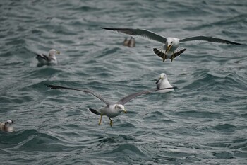 Tue, 11/9/2021 Birding report at 恵曇漁港