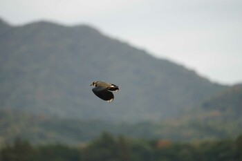 2021年11月9日(火) 潟ノ内(島根県松江市)の野鳥観察記録