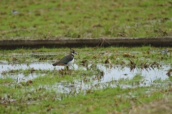 Northern Lapwing 潟ノ内(島根県松江市) Tue, 11/9/2021