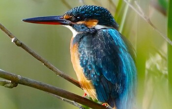 カワセミ 千里南公園 2021年11月6日(土)