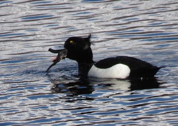 Tufted Duck Shiretoko Goko Lakes Wed, 5/3/2017