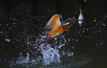 カワセミ 千里南公園 2021年11月7日(日)