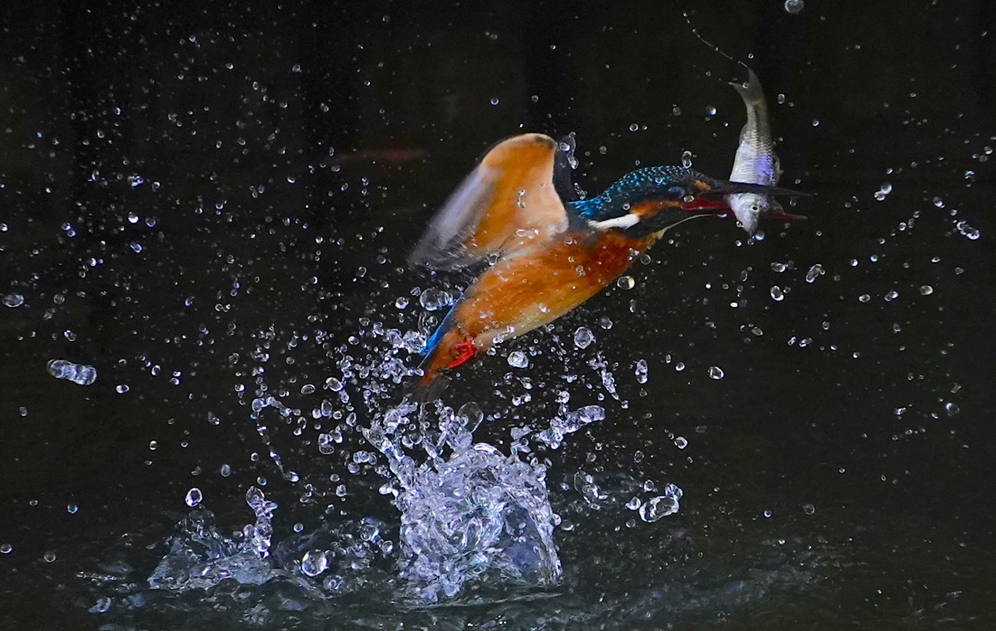 Common Kingfisher