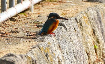 Common Kingfisher 城北公園 Mon, 11/8/2021