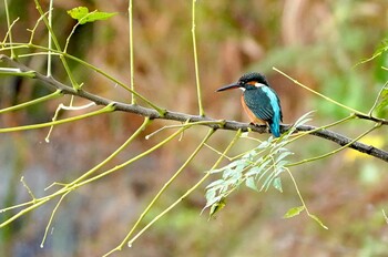 Tue, 11/9/2021 Birding report at 恩智川治水緑地