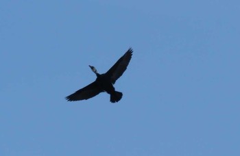 2017年5月4日(木) 知床半島の野鳥観察記録