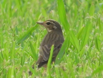 Olive-backed Pipit 恩納村 Tue, 11/9/2021