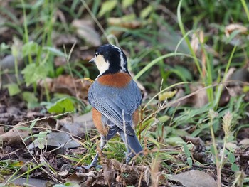 Varied Tit 狭山湖 Sat, 11/6/2021