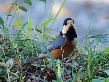 Varied Tit 狭山湖 Sat, 11/6/2021