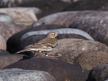 Water Pipit 狭山湖 Sat, 11/6/2021