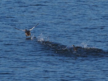 Great Crested Grebe 狭山湖 Sat, 11/6/2021