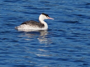 Great Crested Grebe 狭山湖 Sat, 11/6/2021