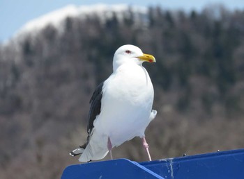 オオセグロカモメ 知床半島 2017年5月4日(木)