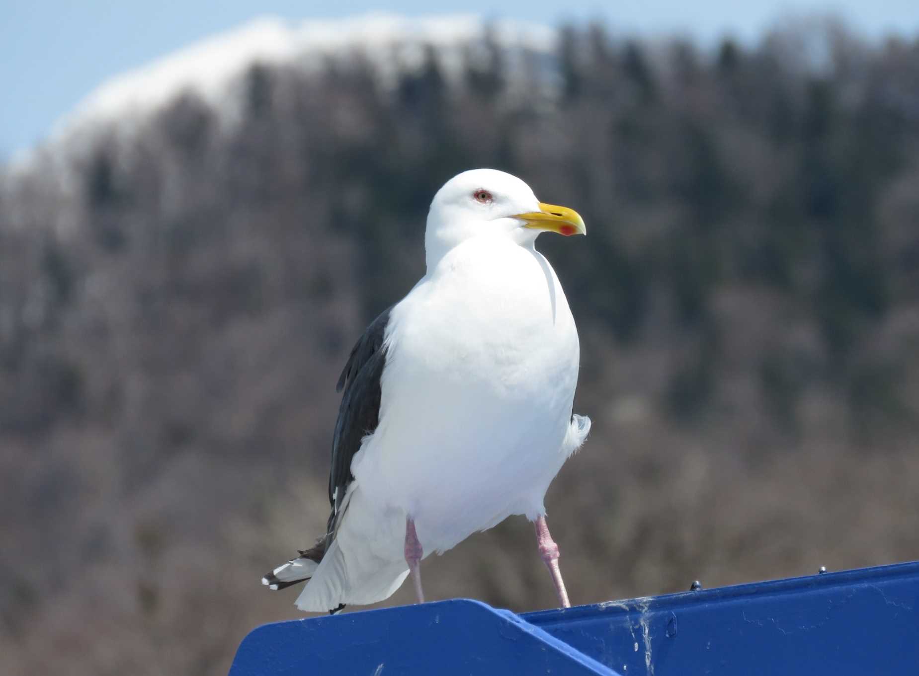 知床半島 オオセグロカモメの写真 by ぴよ子