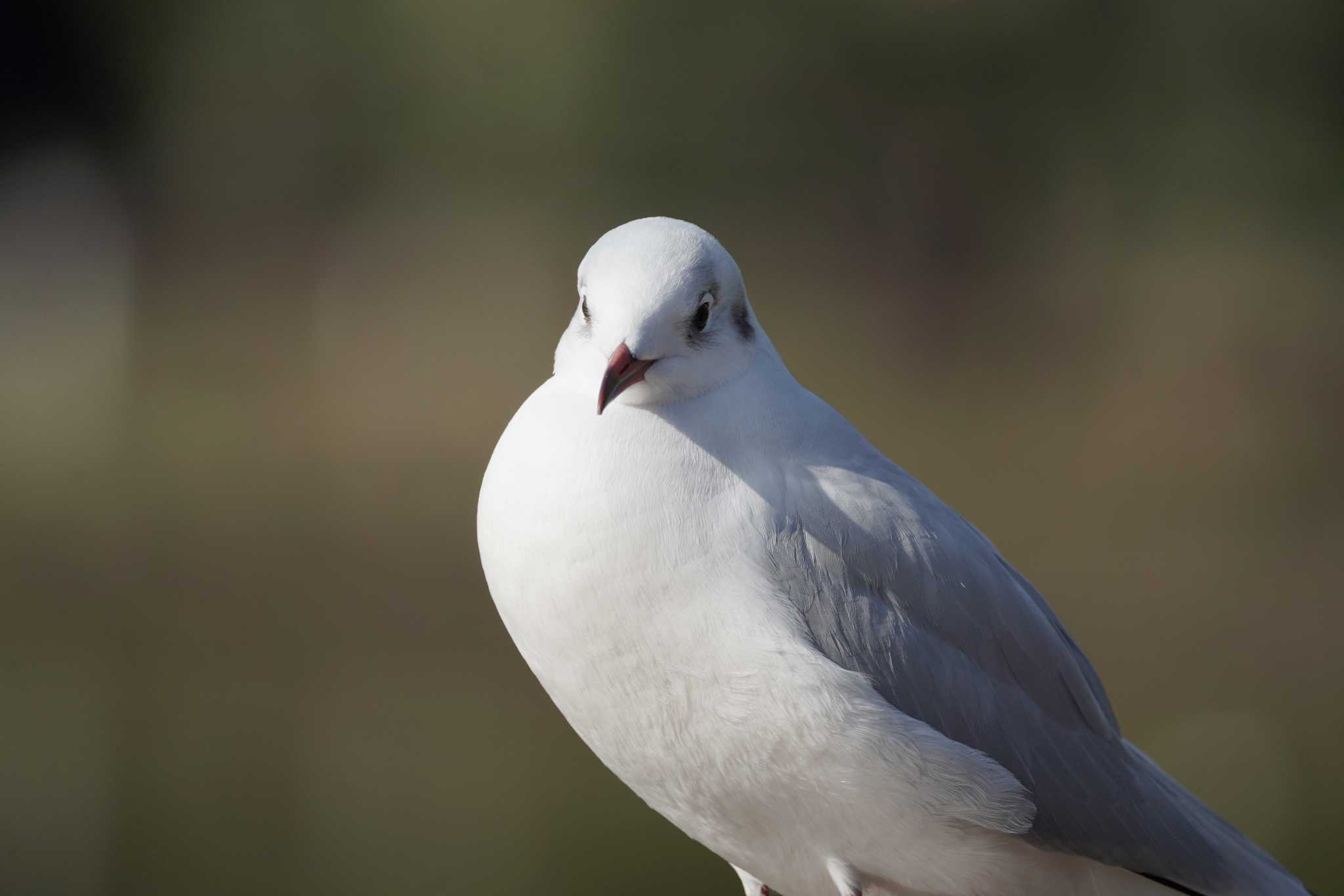 ユリカモメ