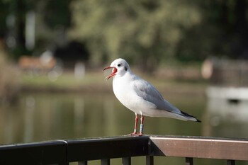 Mon, 11/8/2021 Birding report at Shinobazunoike