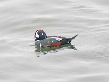 2021年10月26日(火) 納沙布岬の野鳥観察記録