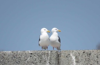 オオセグロカモメ 知床半島 2017年5月4日(木)