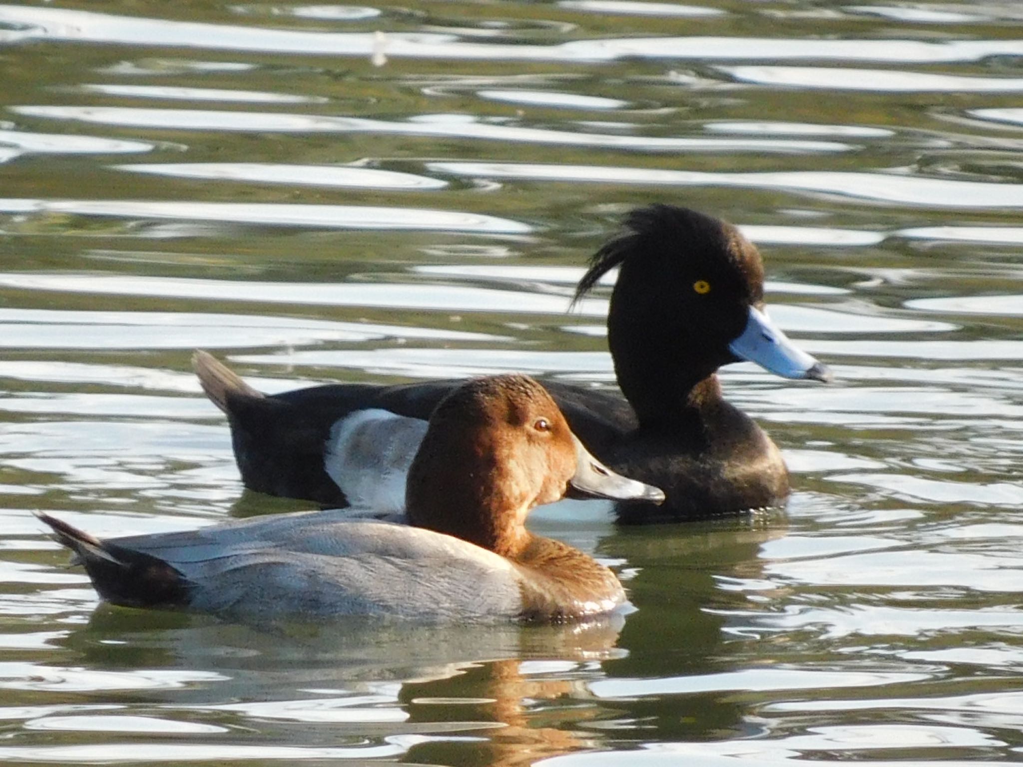 東京港野鳥公園 キンクロハジロの写真 by ucello