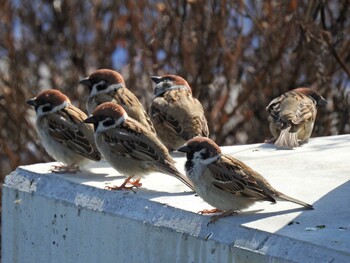 Eurasian Tree Sparrow 各務原市 Tue, 3/23/2021