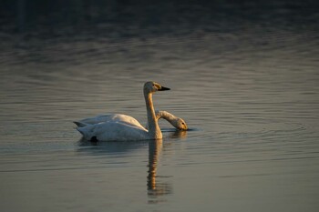 Tundra Swan 潟ノ内(島根県松江市) Thu, 11/4/2021