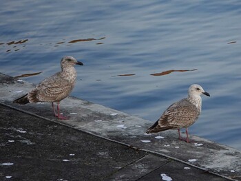 Slaty-backed Gull 岩手県・岩泉町 Sun, 11/7/2021