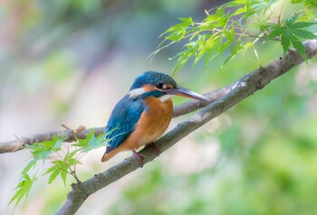 カワセミ 薬師池公園 2021年11月4日(木)