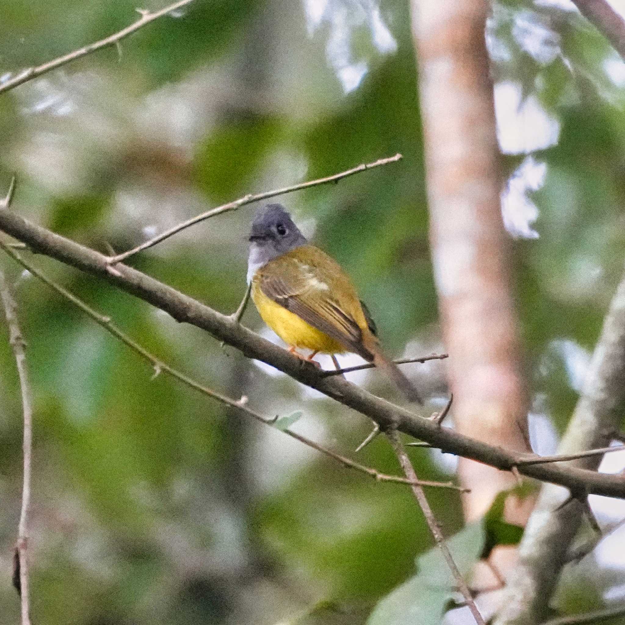 Photo of Grey-headed Canary-flycatcher at Nam Nao National Park by span265