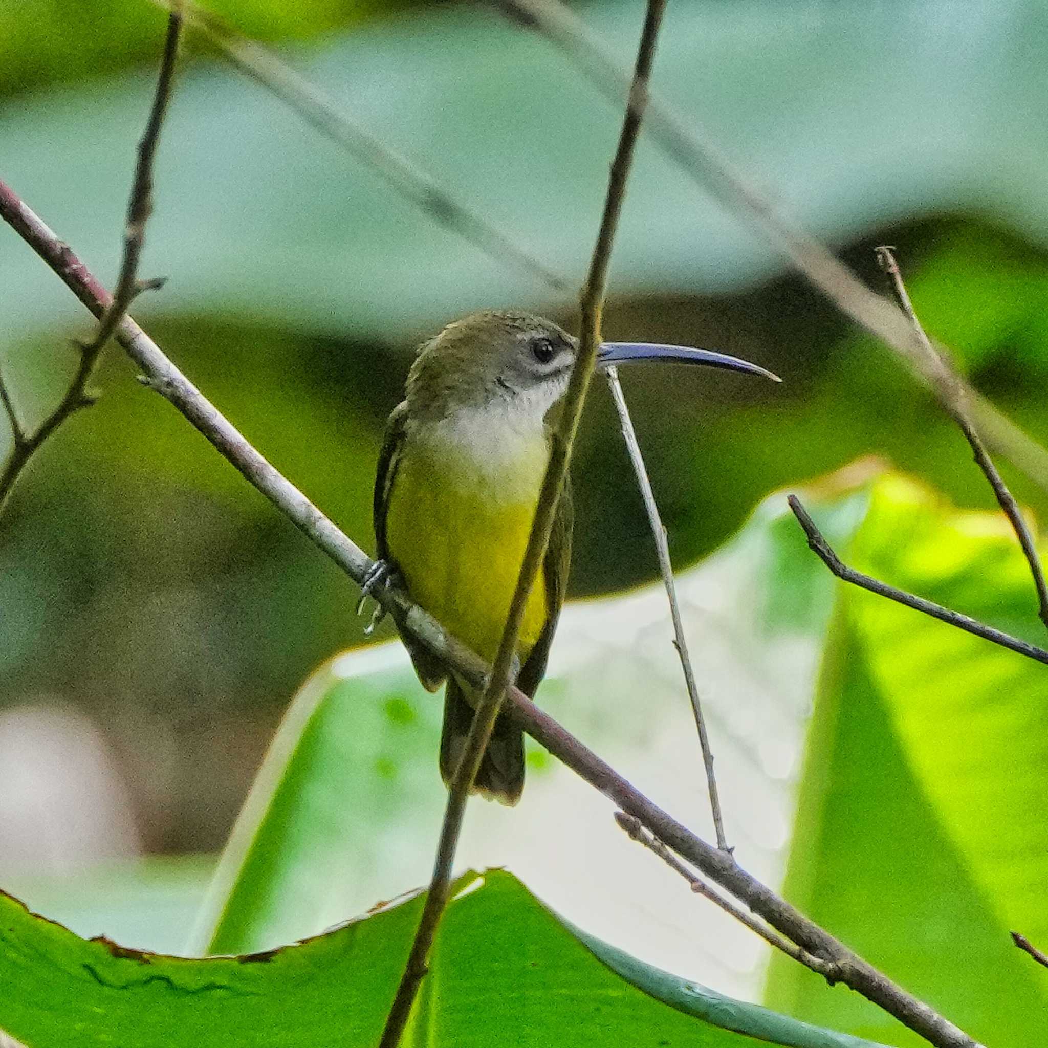 Photo of Little Spiderhunter at Nam Nao National Park by span265