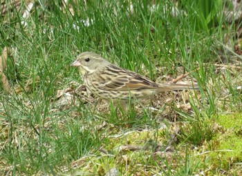 2017年5月5日(金) 釧路市の野鳥観察記録