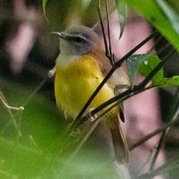 マミジロムシクイ Nam Nao National Park 2021年11月3日(水)