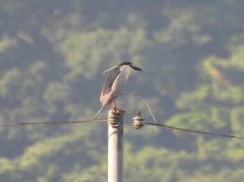 2021年6月20日(日) 広島県三原市の野鳥観察記録