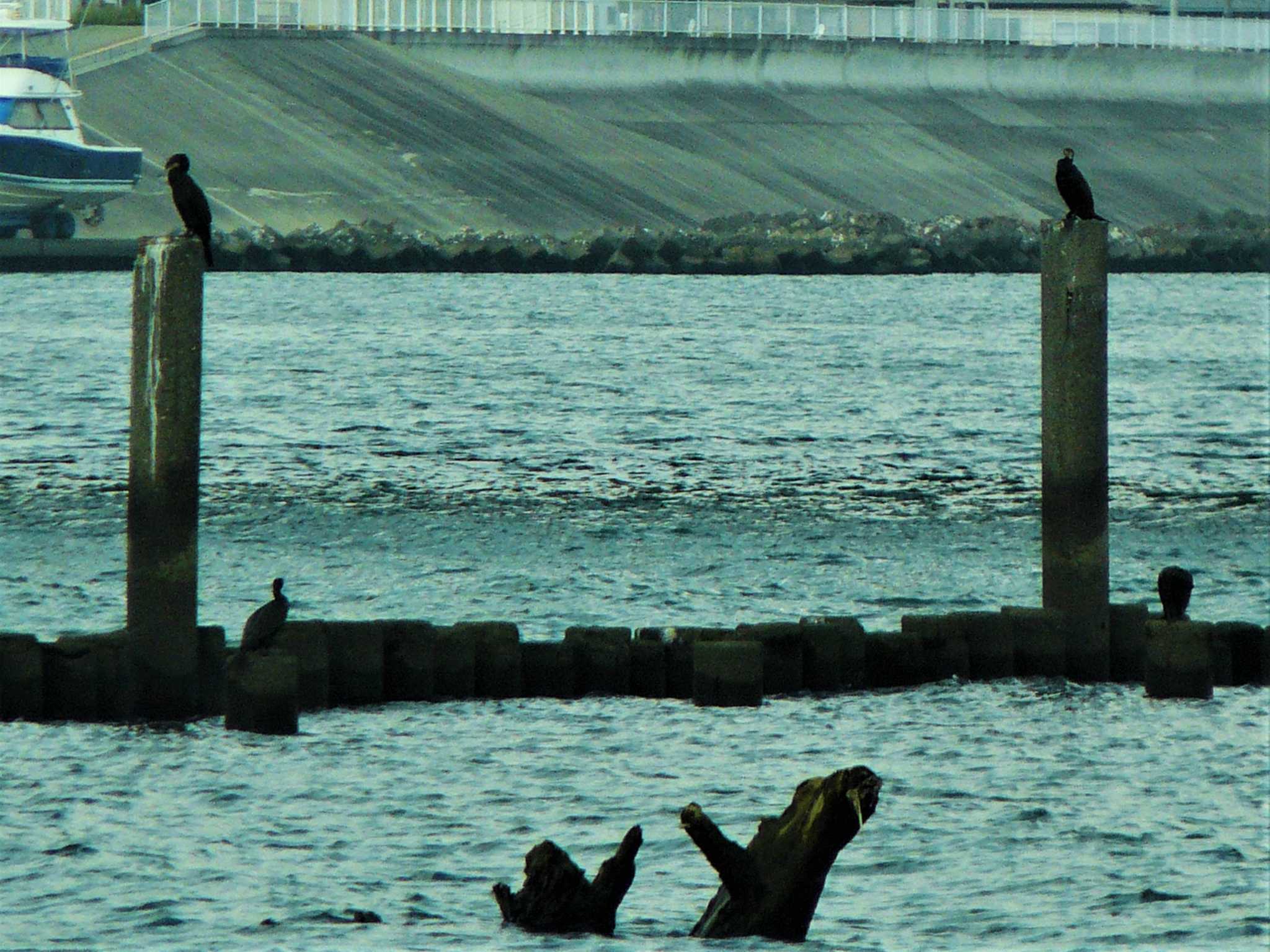 相模川河口 カワウの写真 by koshi