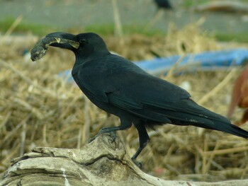 Sat, 10/9/2021 Birding report at 相模川河口