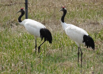 タンチョウ 釧路市 湿地 2017年5月5日(金)