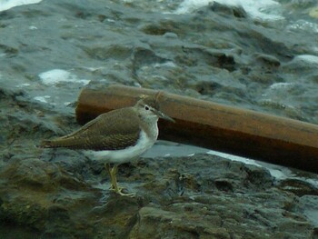 2021年10月10日(日) 観音崎の野鳥観察記録