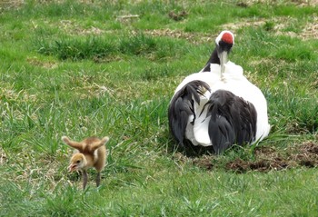 タンチョウ 釧路市丹頂自然公園 2017年5月5日(金)