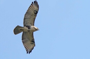 ノスリ 北本自然観察公園 2021年11月7日(日)