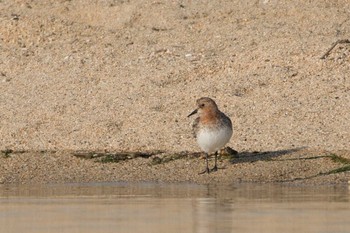 Red-necked Stint 鈴鹿川派川河口 Mon, 5/8/2017