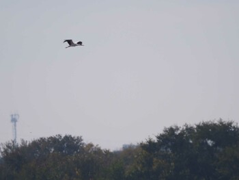 Oriental Stork Watarase Yusuichi (Wetland) Sun, 11/7/2021