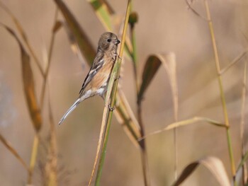 Siberian Long-tailed Rosefinch Watarase Yusuichi (Wetland) Sun, 11/7/2021